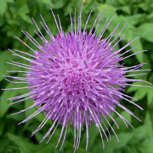 Herbs and Hair