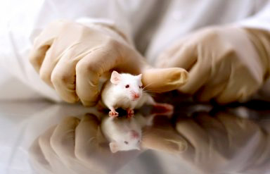 Sperimentazione animale