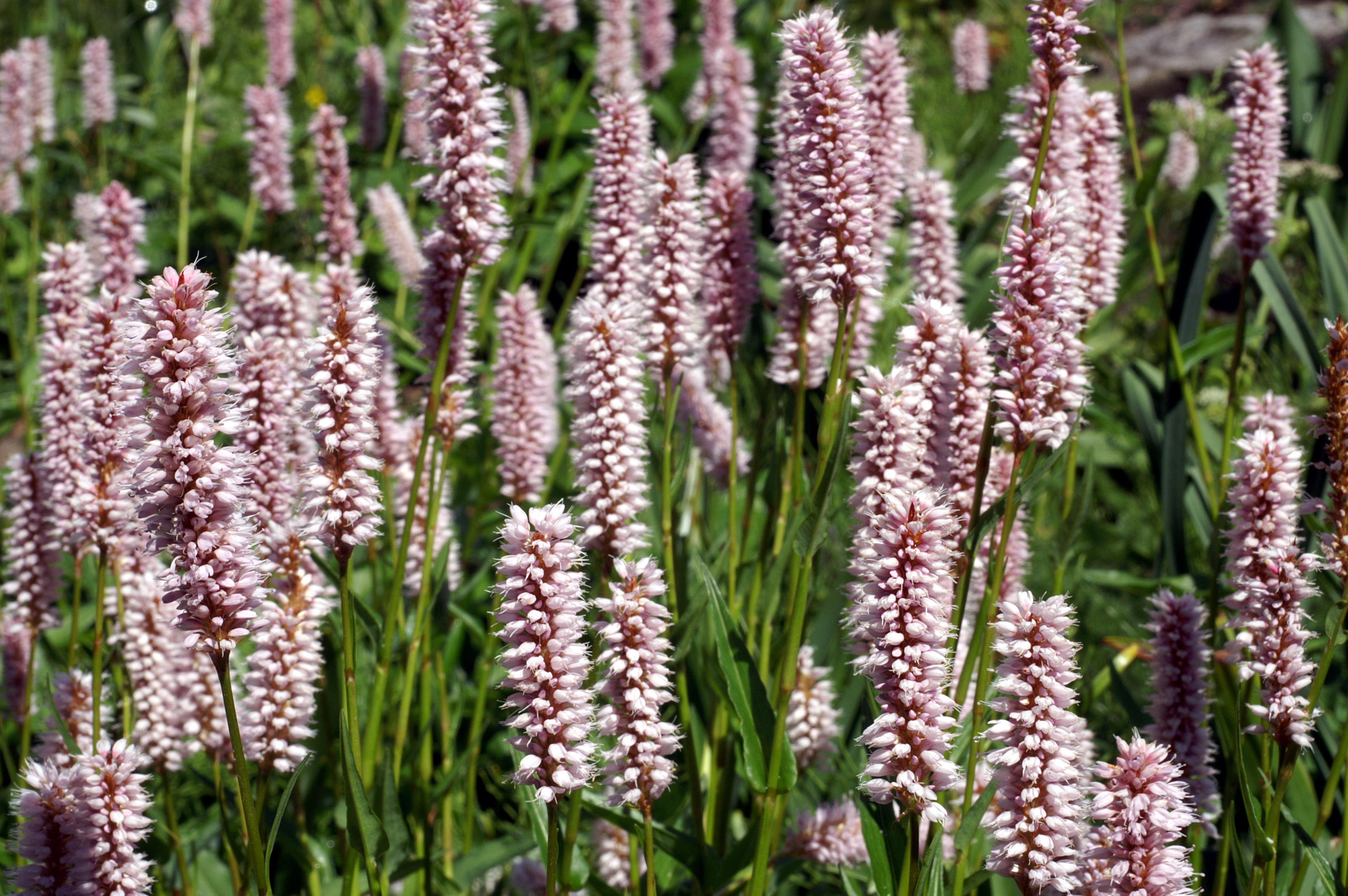 Herbs and Hair