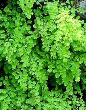 Herbs and Hair