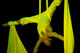 SHOW