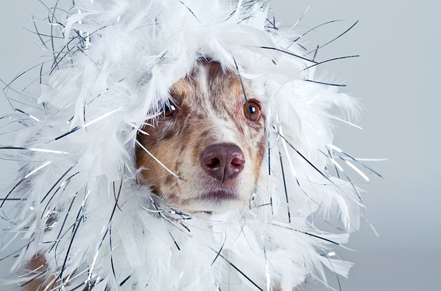 Hairy dog-1272834_640