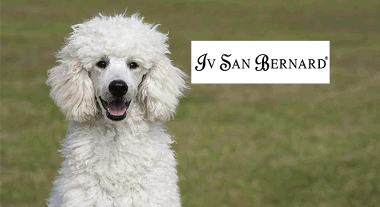 Iv San Bernard ❤️ specialista di cani e gatti Iv San Bernard ❤️ specialista di cani e gatti