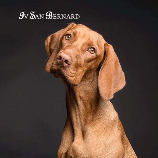 ALFAPARF GROUP❤️: acquistando maggioranza IV SAN BERNARD, entra segmento cosmetica PET ALFAPARF GROUP❤️: acquistando maggioranza IV SAN BERNARD, entra segmento cosmetica PET