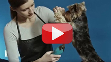 Grooming ❤️: scopri il NUOVO portale interamente dedicato a cani e gatti